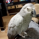 ヨウムのラブ、努力の作品完成