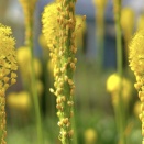 １月１４日は何の日？