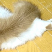 メルシーを迎えて変わったことと猫の魅惑的な足