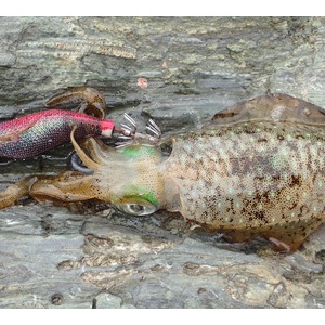 エギマルを使ってエギング修行 前編 私が思うところ Gクラ使いでtklm信者で