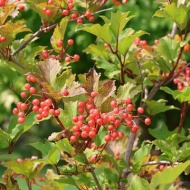 【ガーデニング】赤い実の中で季節外れの花が教えてくれるお買い物♪