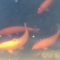濁り、なし！