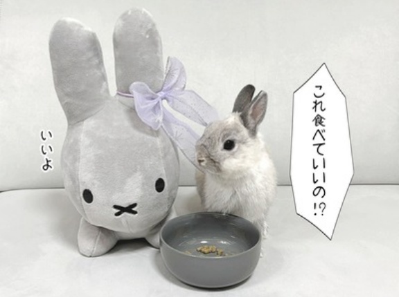 うさぎのルリ(1/8追記)