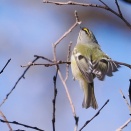 キクイタダキ・モズ♀・ヤマガラ