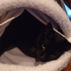 我が家の猫にゃんず