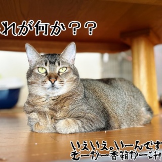 猫とお酒と日々のこと