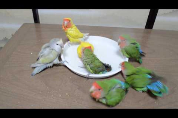 アニマル動画 もふもふ通信 コザクラインコ