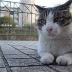 にゃんこのひとりごと