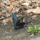 カラスアゲハ