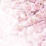  彡(ﾟ)(ﾟ)「この桜……ニセモノや！」
