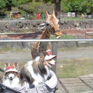 伊豆高原へ③