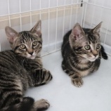『【里親募集中】生後約3ヶ月の子猫たち』の画像