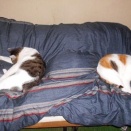 猫に小判を与えたら。 埋蔵金：千八百拾七両　濡れとるぅやんっ。なんで行くぅかなぁ～ぁ。