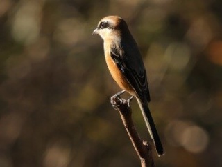 2026年10月28日の野鳥公園