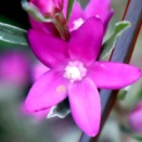 クロウエア・・The Best 100 Plants in Alex's Garden