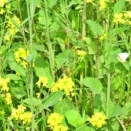 パピヨン用にチェーンカラーをお作りしました