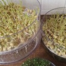 グリーンピースは、結局豆苗にすることにした