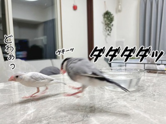 我が家の愉快な文鳥たち