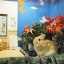 11月28日のグルーミングフォト