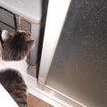 猫に小判を与えたら。 埋蔵金:千八百伍拾両 奥義 ☆ 喚戸解放。