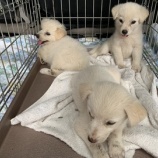 『子犬3頭 受け入れました』の画像