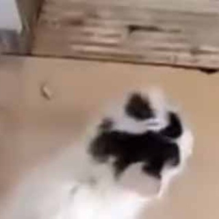 猫の動画 ねこわん！