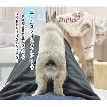 うさぎのルリ(12/10追記)