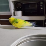 カズナル　～鳥達の襲撃