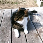 ”猫おでん”あり〼。