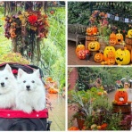 シェビーズのブログ