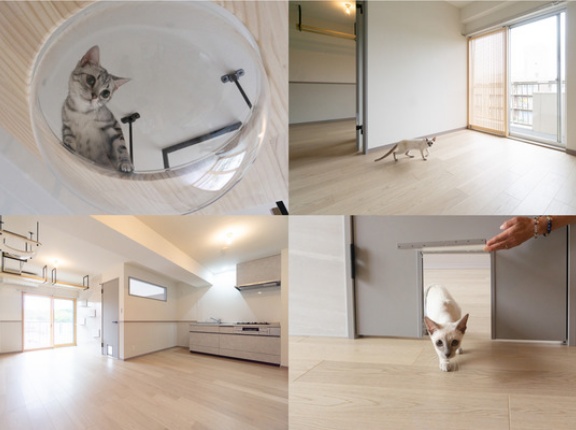 猫好き必見！築50年超のマンションを猫ちゃんファーストな賃貸物件にフルリノベ。10/17(土)からは見学会【たかつー不動産】