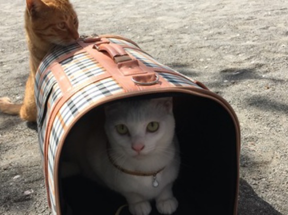 思い出の猫キャリーバッグ　20260306