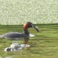 2026年5月14日の野鳥公園