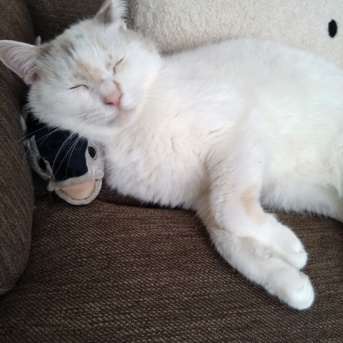 実物のﾈｺﾁｬﾝたちセカンド246