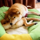 風太の日記！　11月21日