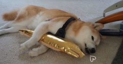 黄金の抱き枕？