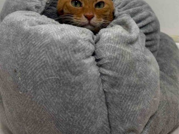 珍妙！ごぼう巻き猫　20260106