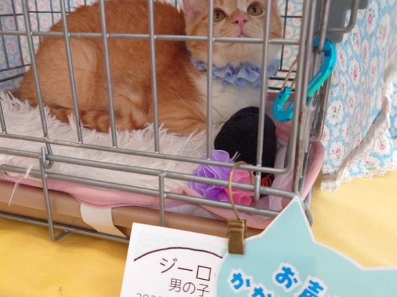 昨日は秘密結社ねこのひげ譲渡会♪