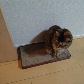 実物のﾈｺﾁｬﾝたちセカンド350