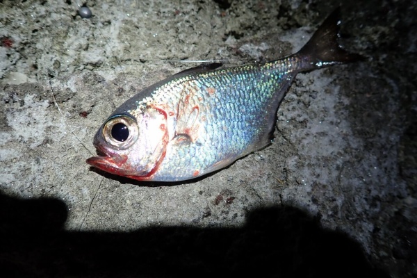 伊豆で何か釣れらんかな 青物 回遊魚