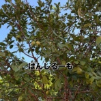 沖縄の自転車店 バイスクルキッズ店主大城のブログ