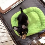 栃木県宇都宮市 ペットショップワンラブ ベルモール宇都宮店のスタッフブログ