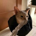 我が家の破壊王たち