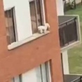 【ファッ!?】 犬が３階の窓から外に出てしまった。危ない！ 気づいた人たちが下で布を広げて待ち構える → 結果…