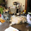 家の猫さん