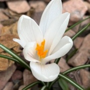 セリアの折りたたみコップと昭和の「水を飲むな」という話