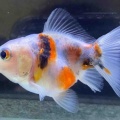 🐟金魚・メダカ入舎情報‼️