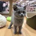 ブリティッシュショートヘアー