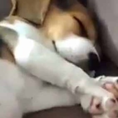 １匹の子犬がソファでぐっすり眠っていた。隣でボウルに「カリカリ」を入れてみる → こうなった…