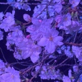 扇町の桜まつり🌸